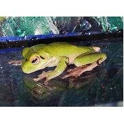 White-lipped Treefrog (Litoria infrafrenata)