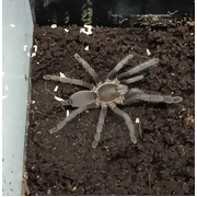 Bird eating spider (Phlogiellus spp.)