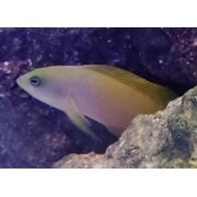 Gold Dottyback