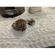 Land Hermit Crab