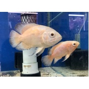Oscar Albino Red
