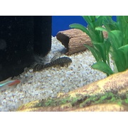 Bristlenose Catfish