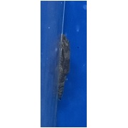 Bristlenose Catfish 6cm