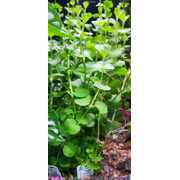 Pennywort Green