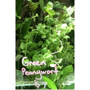 Pennywort Green