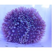 Candy Apple BTA