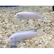 Cichlid Snow White