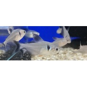 Tetra Black Phantom 