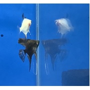 3.5cm Assorted Angelfish