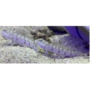 Pink Spot Goby Pair Small
