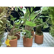 Crypts Assorted