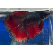 Betta Fullmoon