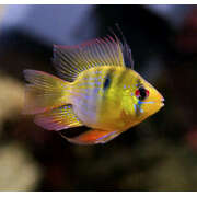 Blue Balloon Ram