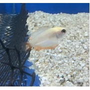 Gourami Golden Dwarf Honey