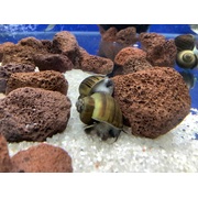 Mystery Snail Blackfoot