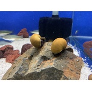 Mystery Snail Green Black Foot