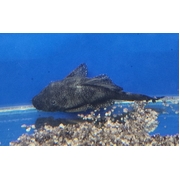 Bristlenose Peppermint Large