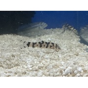 Loach Pakistani