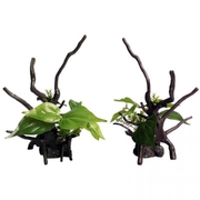 Aqua One Ecoscape Green Devils Ivy Driftwood