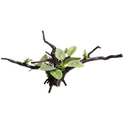 Aqua One Ecoscape Green Calathea Driftwood