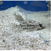 Cichlid Nimbochromis Polystigma