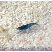 Cherry Shrimp Blue