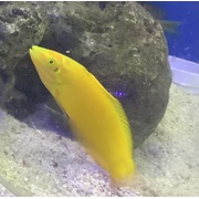 Canary Wrasse