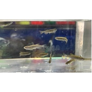 Assorted Danio