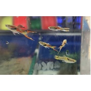 Guppy Endler Assorted Male