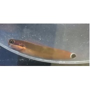 Tail Spot Blenny
