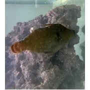 Red Tail File Fish