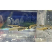 Guppy Endler Female Assorted