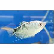 Gourami Opaline