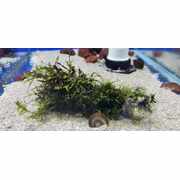 Fontinalis (Moss) Driftwood Small