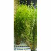 Pearl Grass ( Micranthemum Micranthemoides )