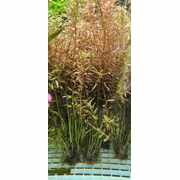 Rotala Colorata