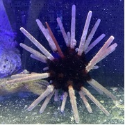 Pencil Urchin