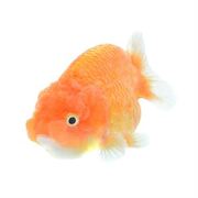 Goldfish Ranchu