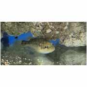 Murray Cod