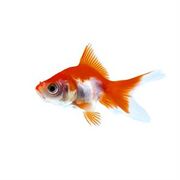Goldfish Red White Fantail