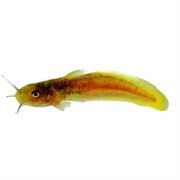 Catfish Tandanus