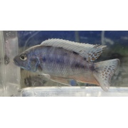 Cichlid Electric Blue Peacock