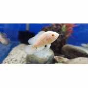 Oscar albino tiger 