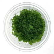 Tissue Culture Micranthemum Umbrosum (MC)
