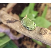 Green Tree Frog (Litoria Caerulea)