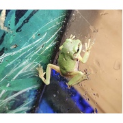 Magnificent Green Tree Frog (Litoria splendida)