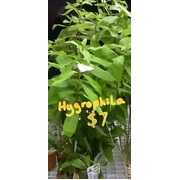 Hygrophila
