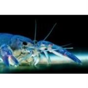 Yabby Blue Pearl