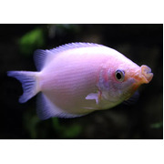 Gourami Pink Kissing