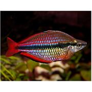 Rainbow Goyder River